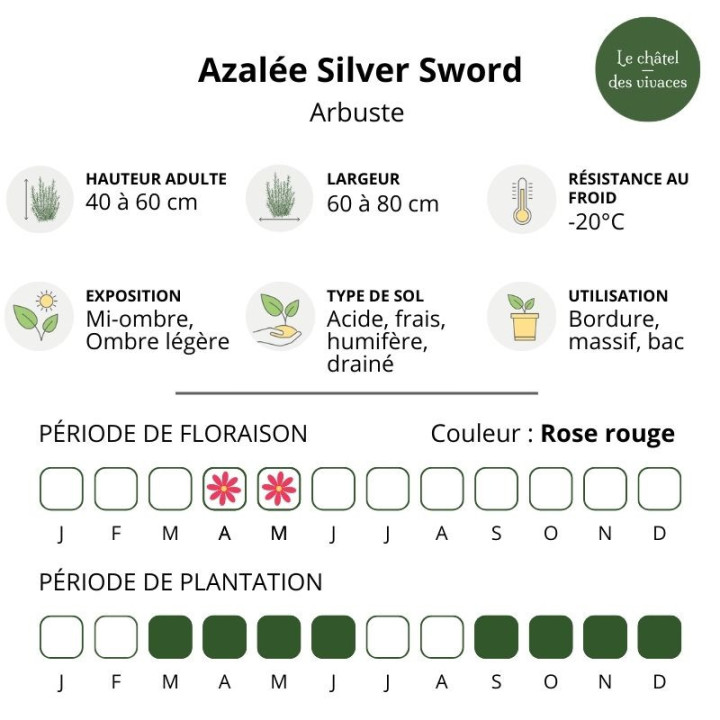 Azalée japonaise Silver Sword