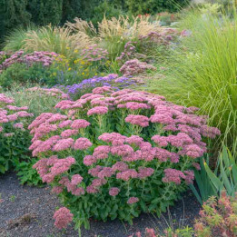 Sedum Herbstfreude dans un massif en mélange avec des plantes vivaces et des graminées
