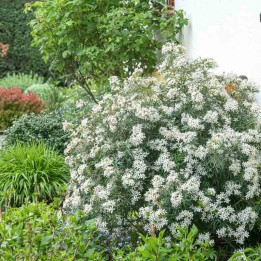Touffe de l'oranger white dazzler en fleur dans un jardin de ville