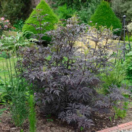 Sureau noir dans un jardin d'ornement