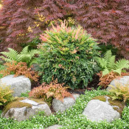 Nandina Gulf Stream au feuillage cuivré avec fougères, couvre-sol blanc et érable du Japon pourpre dans un massif de rocaille