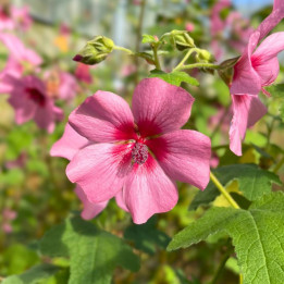 Anisodontea capensis El Rayo