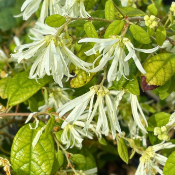 Loropetalum chinense Loropetalum chinense
