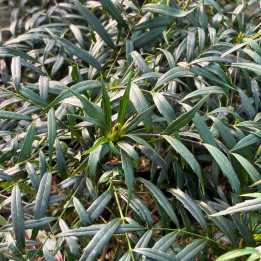 Mahonia eurybracteata Meteor
