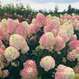 Hydrangea paniculata Pinkachu