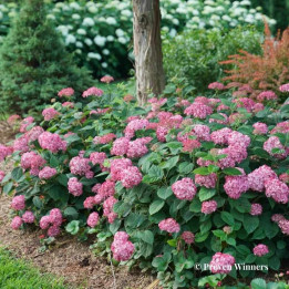Hydrangea arborescens Ruby Annabelle