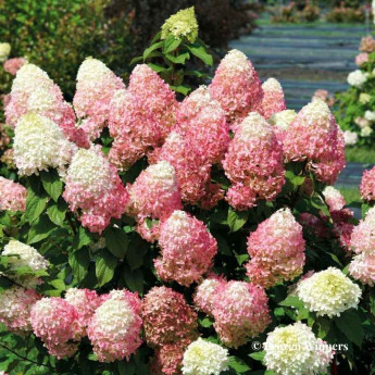 Hydrangea paniculata Quick Fire Fab Hydrangea paniculata Quick Fire Fab