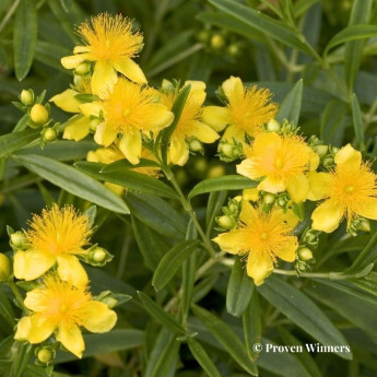 Hypericum kalmianum Sunny Boulevard Hypericum kalmianum Sunny Boulevard