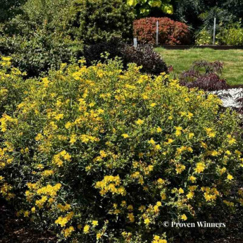 Hypericum kalmianum Sunny Boulevard Hypericum kalmianum Sunny Boulevard