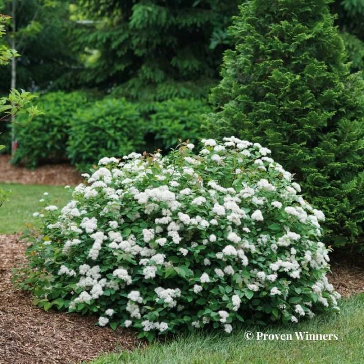 Spiraea japonica Double Play Blue Kazoo