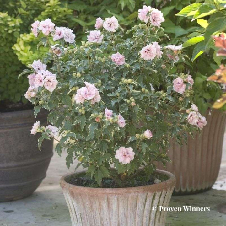 Hibiscus syriacus Sugar Tip
