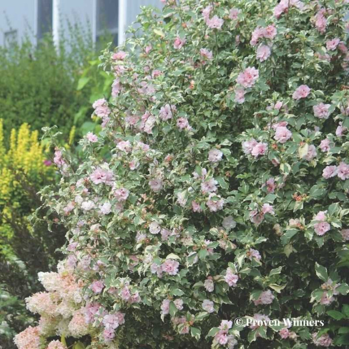 Hibiscus syriacus Sugar Tip
