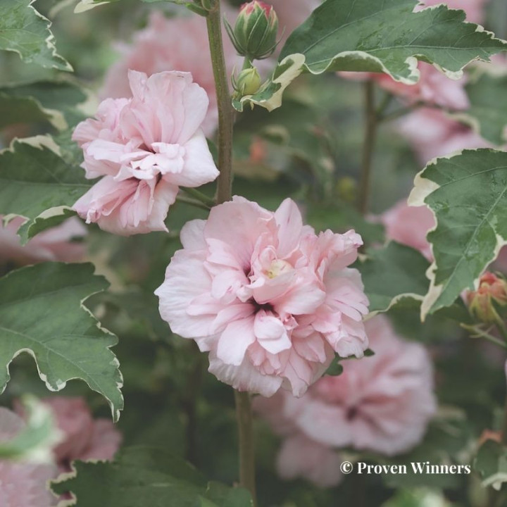 Hibiscus syriacus Sugar Tip