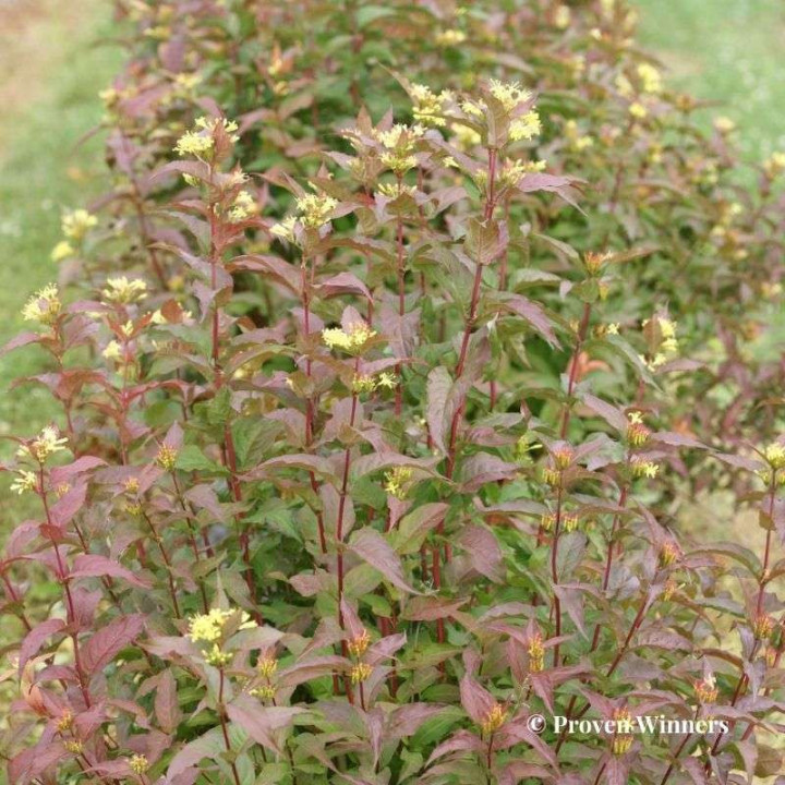 Diervilla Kodiak Red