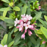 Daphne transatlantica Eternal Fragrance