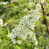 Spiraea cinerea Grefsheim