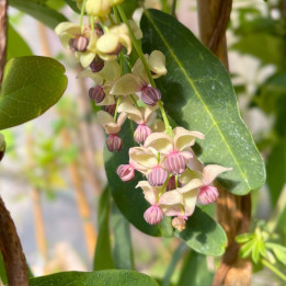 Akebia quinata Cream Form