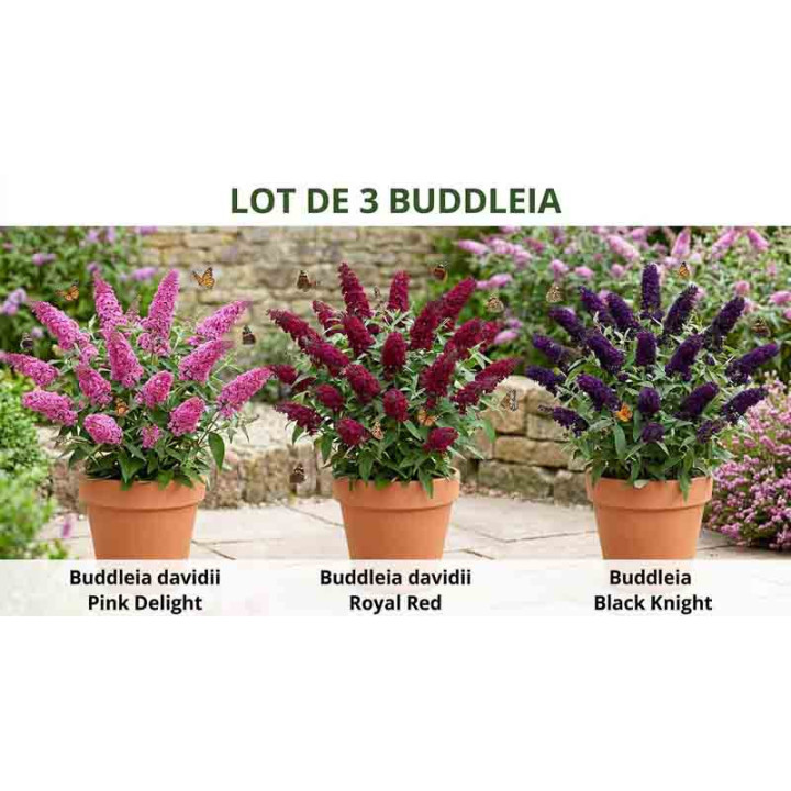 Lot de 3 Buddleia (Arbre aux papillons) – 3 couleurs pour attirer les papillons