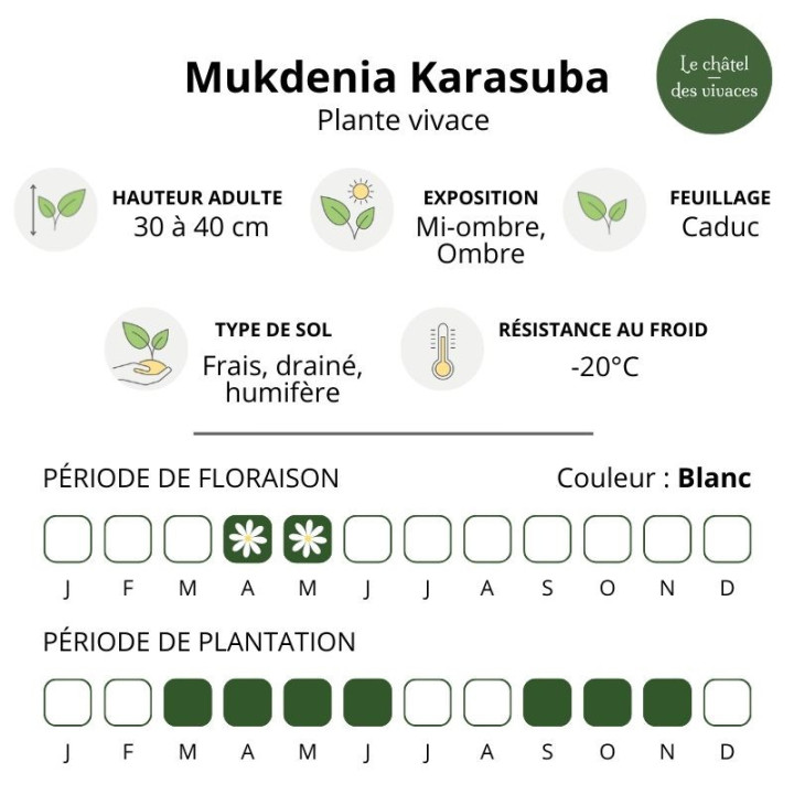 Mukdenia rossii Karasuba