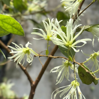 Loropetalum chinense Loropetalum chinense