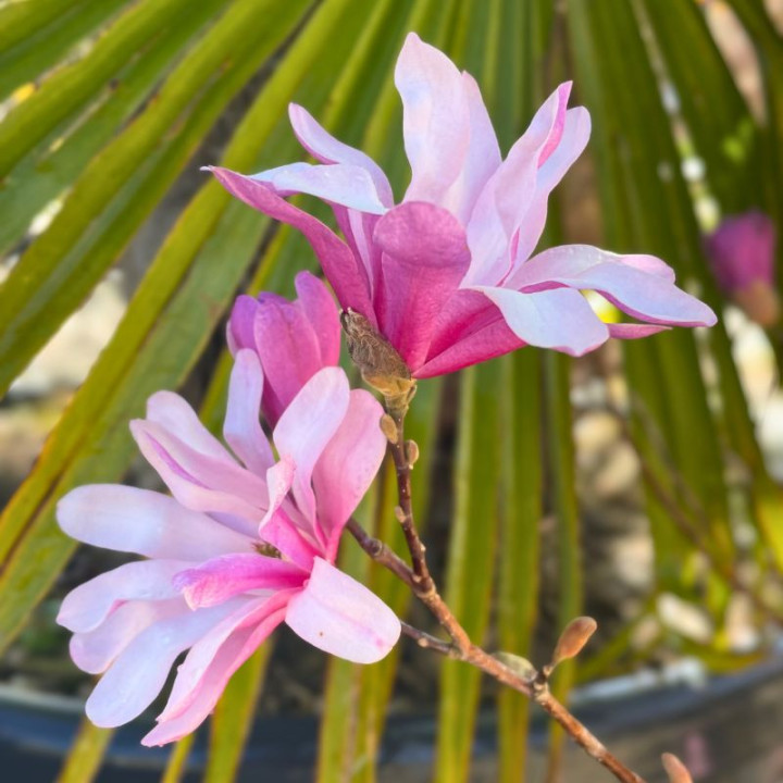 Magnolia stellata Rosea