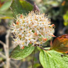 Cornus alba Kesselringii