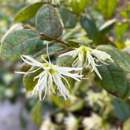 Loropetalum chinense