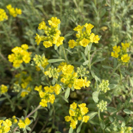 Alyssum montanum Berggold