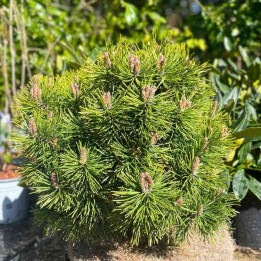Pinus mugo Mops