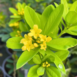 Daphne gemmata Royal Crown