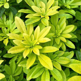 Choisya ternata Sundance