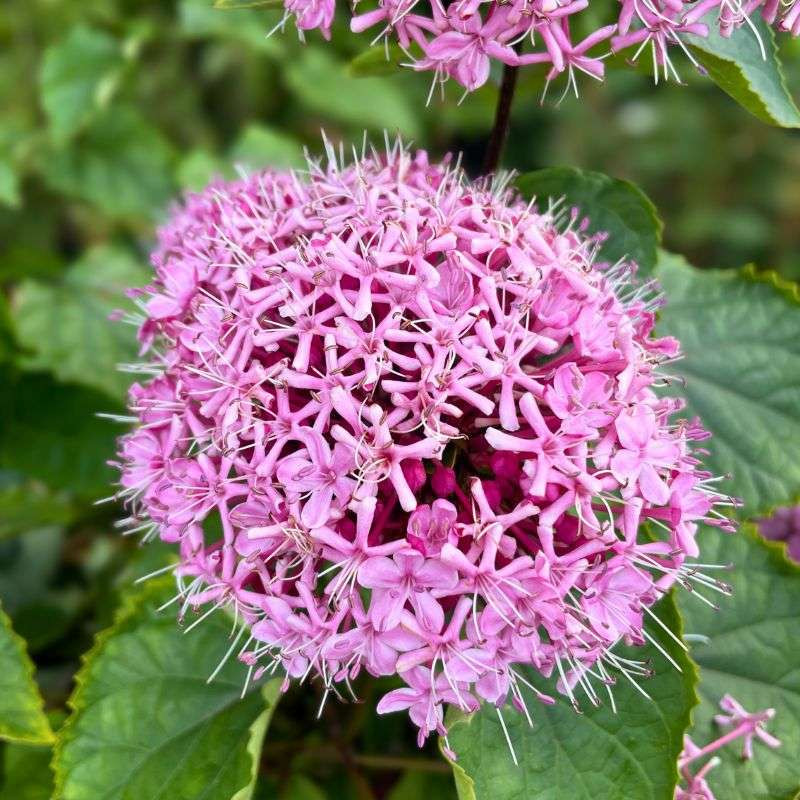 Clerodendrum bungei Clerodendrum bungei