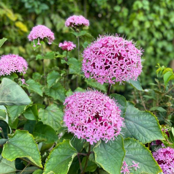 Clerodendrum bungei Clerodendrum bungei