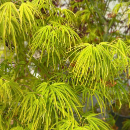 Acer palmatum Scolopendrifolium