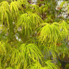 Acer palmatum Scolopendrifolium
