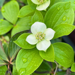 Cornus canadensis