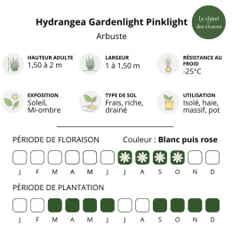 Hydrangea paniculata Gardenlight Pinklight