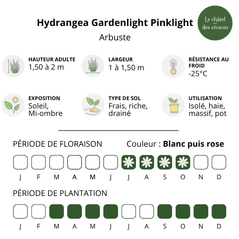 Hydrangea paniculata Gardenlight Pinklight Hydrangea paniculata Gardenlight Pinklight