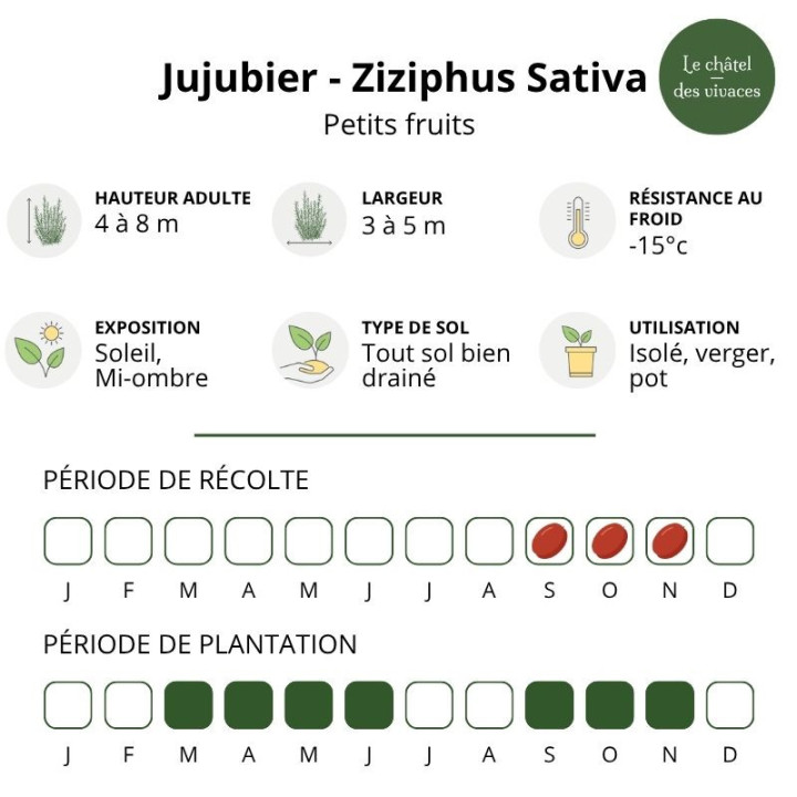 Jujubier - Ziziphus Sativa