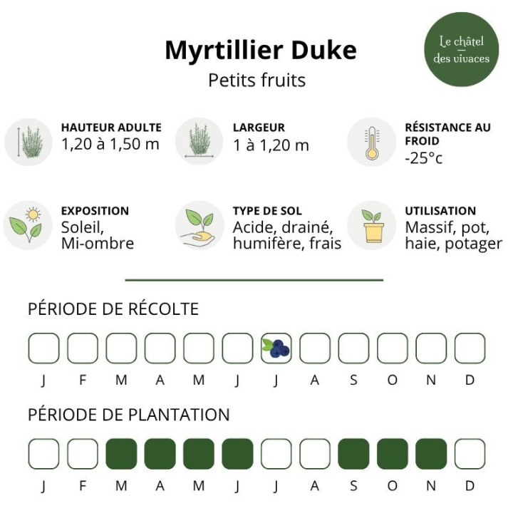Myrtillier corymbosum Duke
