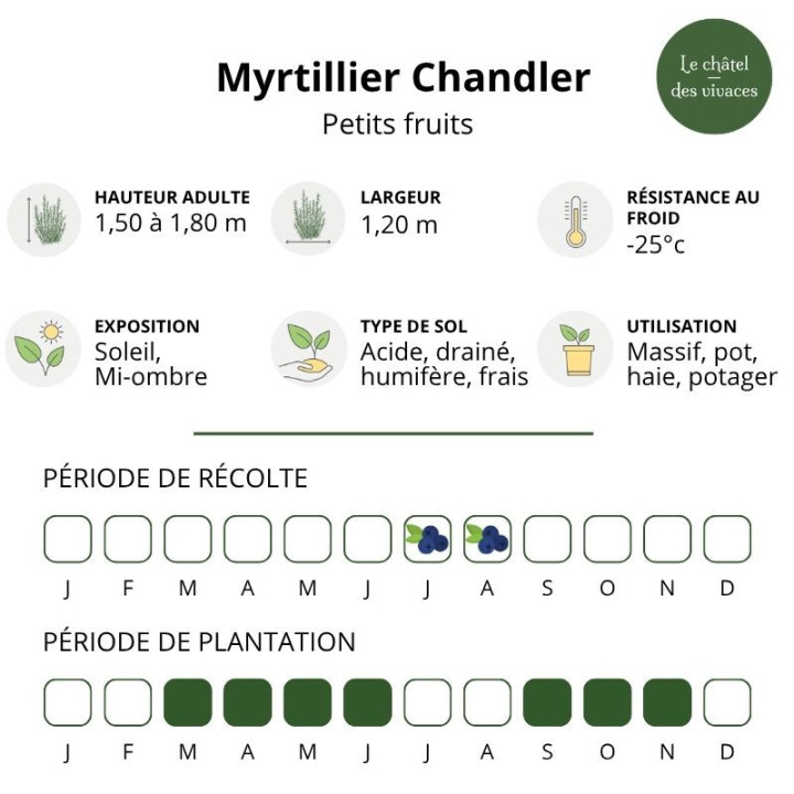 Myrtillier corymbosum Chandler