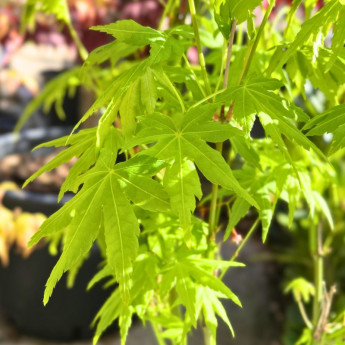 Acer palmatum Going Green Acer palmatum Going Green