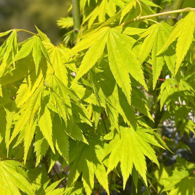 Acer shirasawanum Jordan Acer shirasawanum Jordan