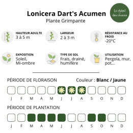 Lonicera japonica Dart's Acumen
