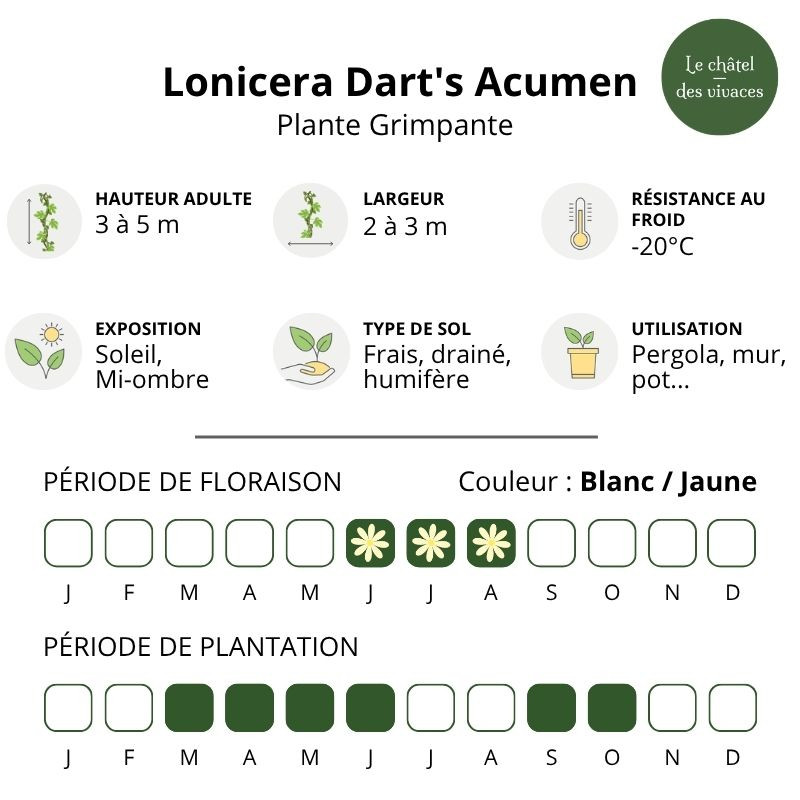 Lonicera japonica Dart's Acumen Lonicera japonica Dart's Acumen