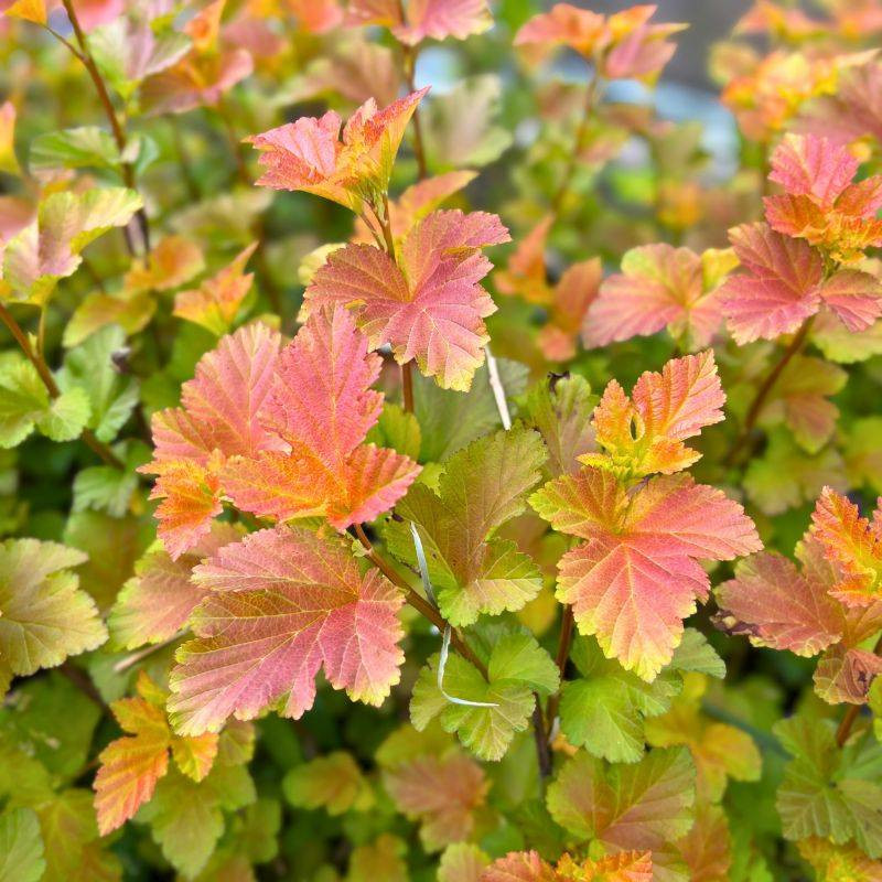 Physocarpus opulifolius Amber Jubilee
