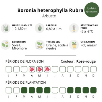 Boronia heterophylla Rubra