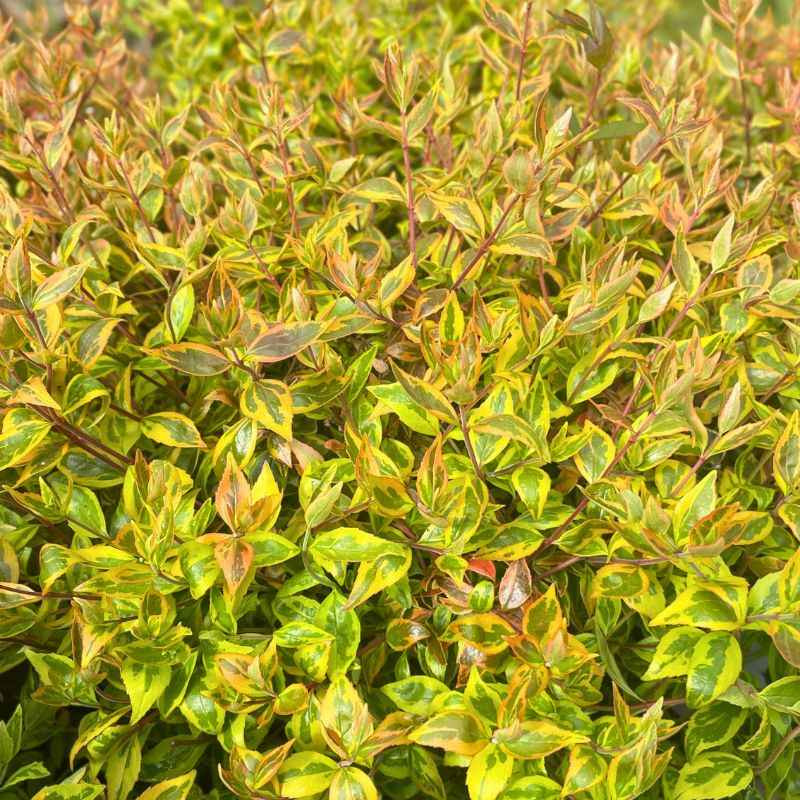 Abelia grandiflora Sunshine Daydream Abelia grandiflora Sunshine Daydream