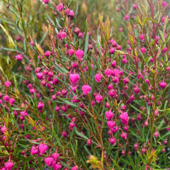 Boronia heterophylla Rubra Boronia heterophylla Rubra