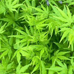 Acer palmatum Going Green